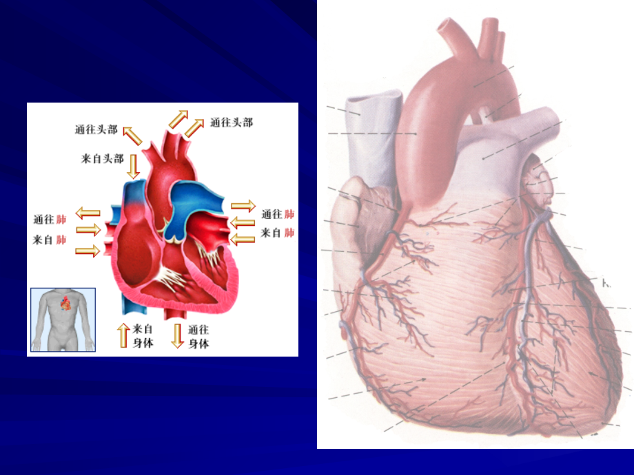 医学影像学循环1课件.ppt_第1页