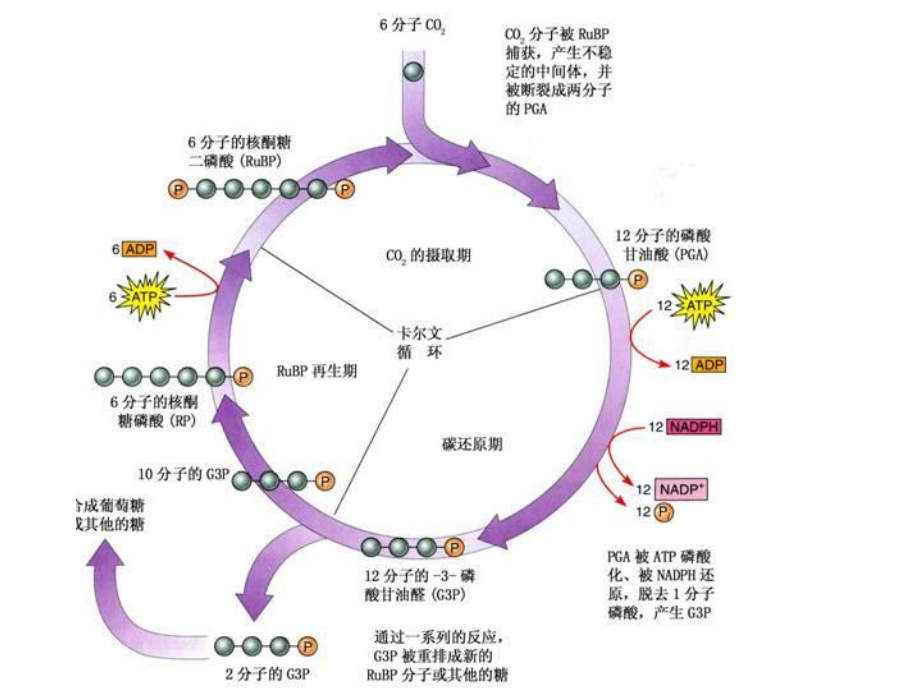 生物竞赛真题课件.ppt_第2页