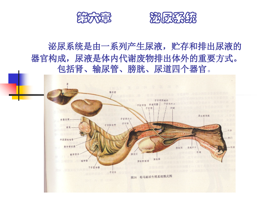 家畜解剖生理-第六章-泌尿系统课件.ppt_第1页
