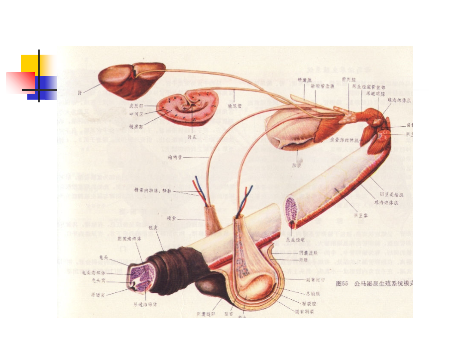 家畜解剖生理-第六章-泌尿系统课件.ppt_第2页