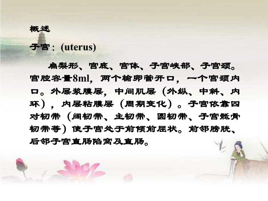 妇科解剖基础.ppt_第2页