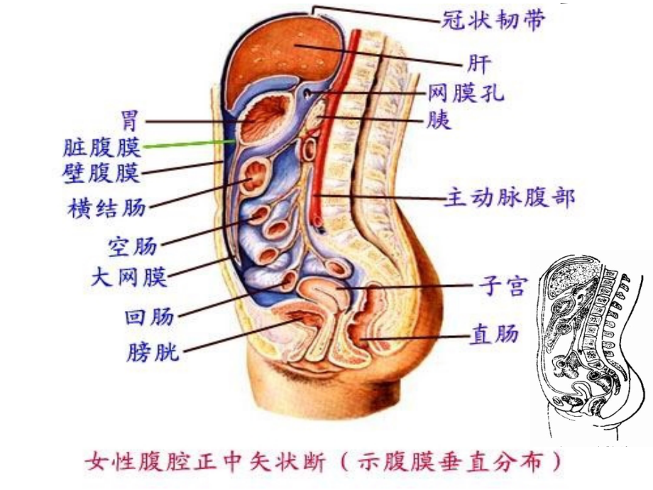 急性化脓性腹膜炎ppt课件.ppt_第2页