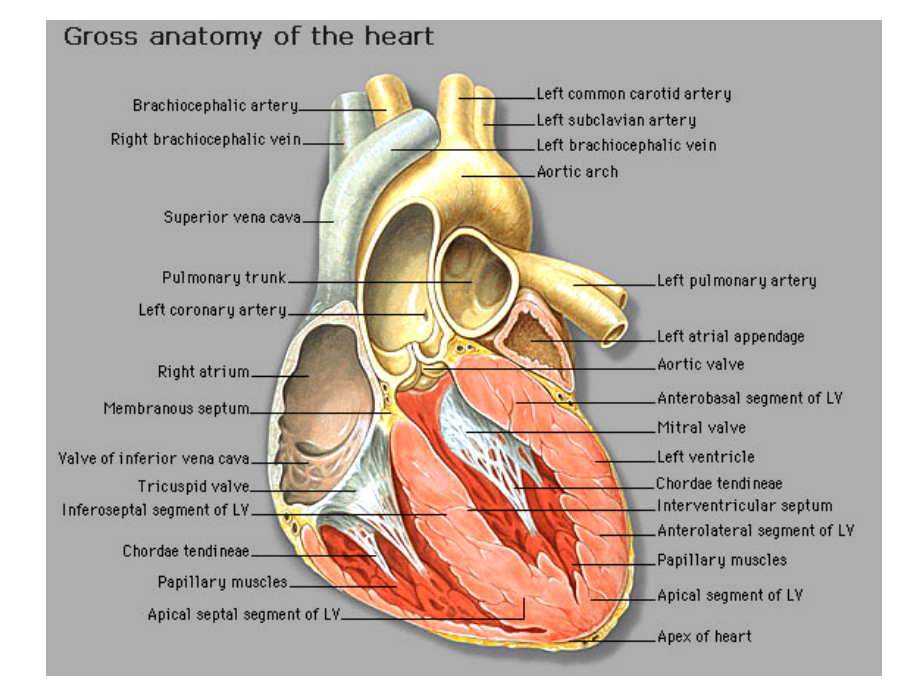 心脏解剖与心壁分区课件.ppt_第1页