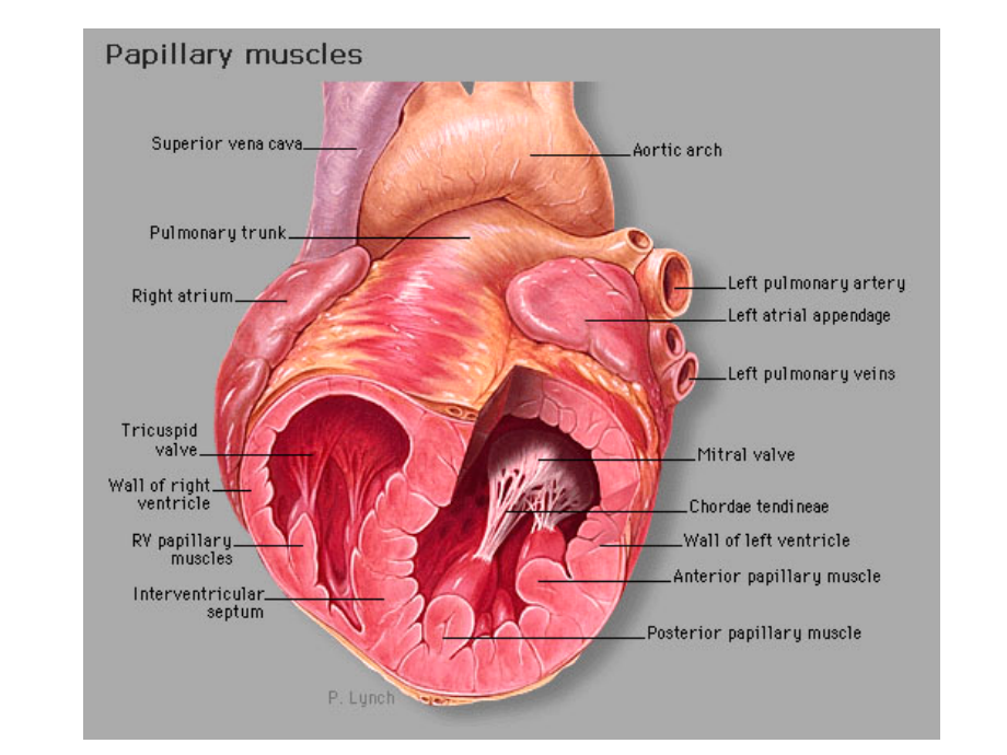 心脏解剖与心壁分区课件.ppt_第2页