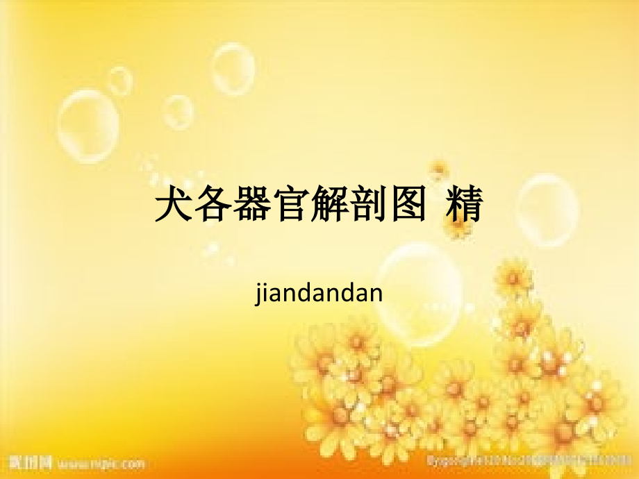 犬各器官解剖结构图.ppt_第1页