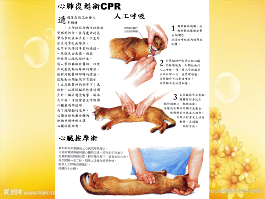 犬各器官解剖结构图.ppt_第2页