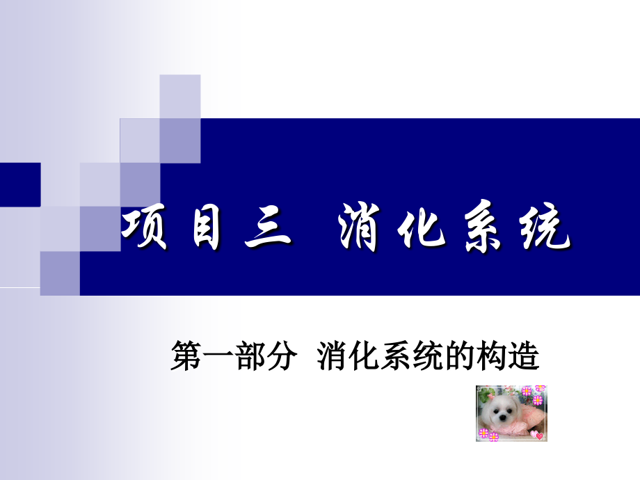 消化系统-构造1课件.ppt_第1页