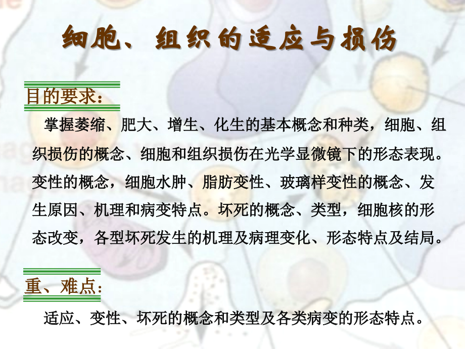 病理学组织的适应和损伤课件.ppt_第2页
