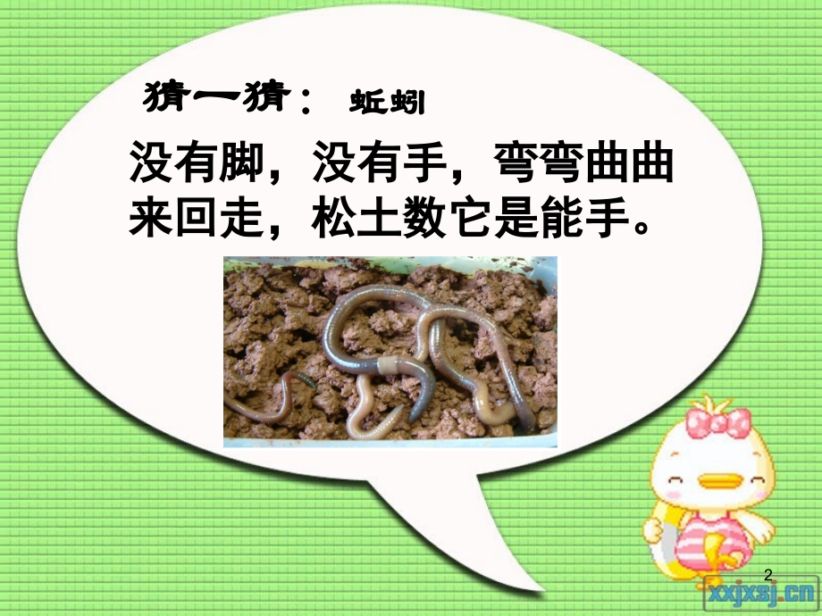 三年级科学上册《蚯蚓》.ppt_第2页