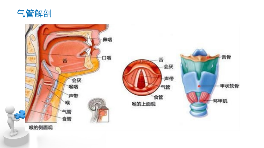 气道超声的评估课件.ppt_第2页