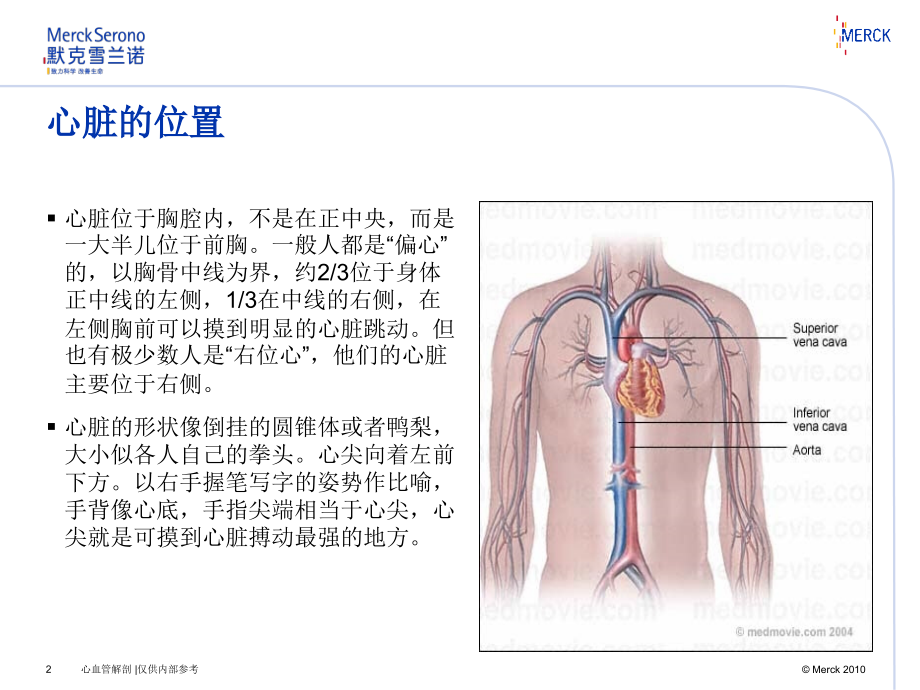 心脏解剖知识课件.ppt_第2页