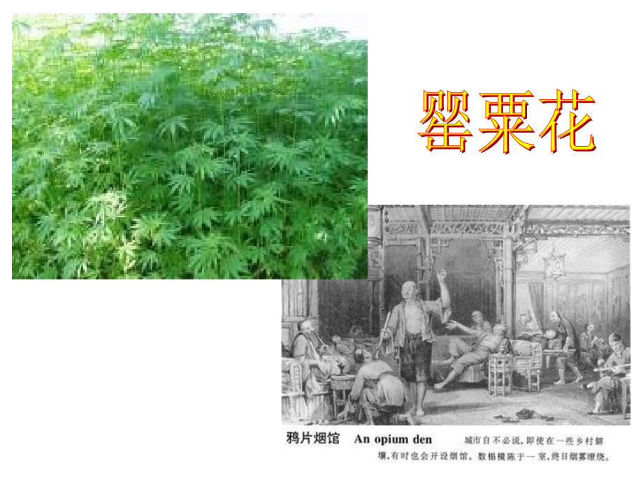 珍爱生命-远离毒品主题班会01.ppt_第2页
