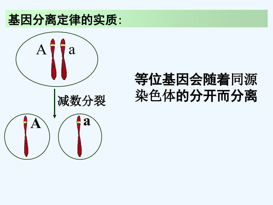 高中生物基因的自由组合定律.ppt_第2页