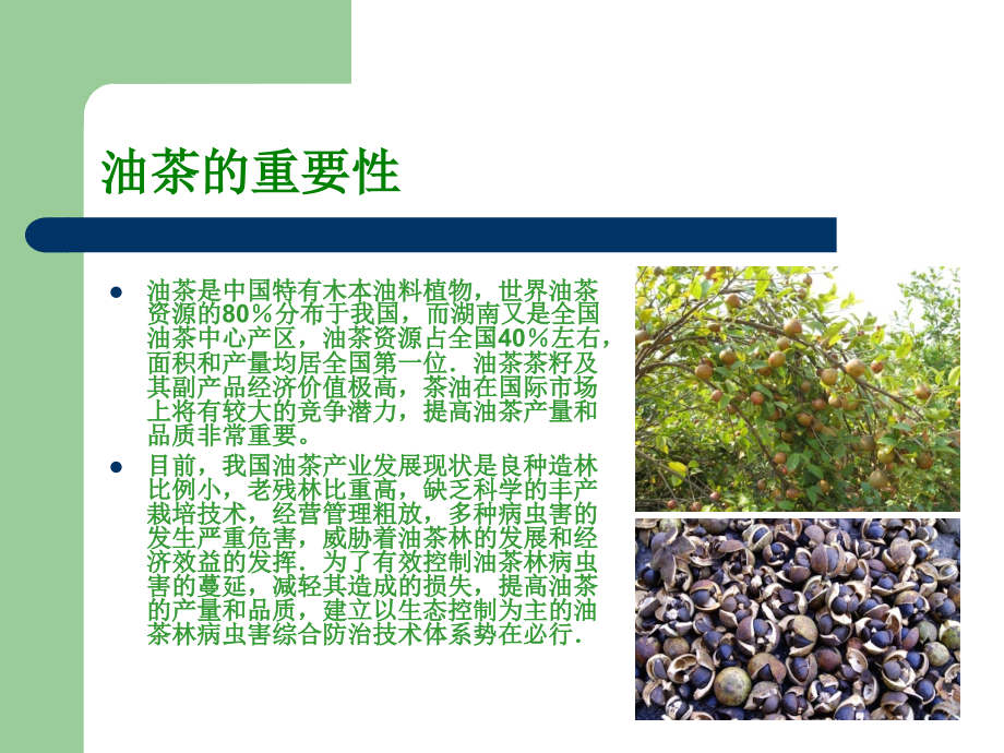 油茶病虫害防治现状及应对措施.ppt_第1页