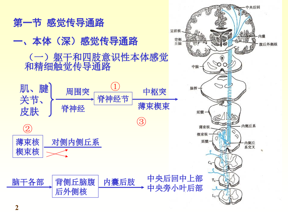 神经系统-第十九章--神经系统的传导通路.ppt_第2页
