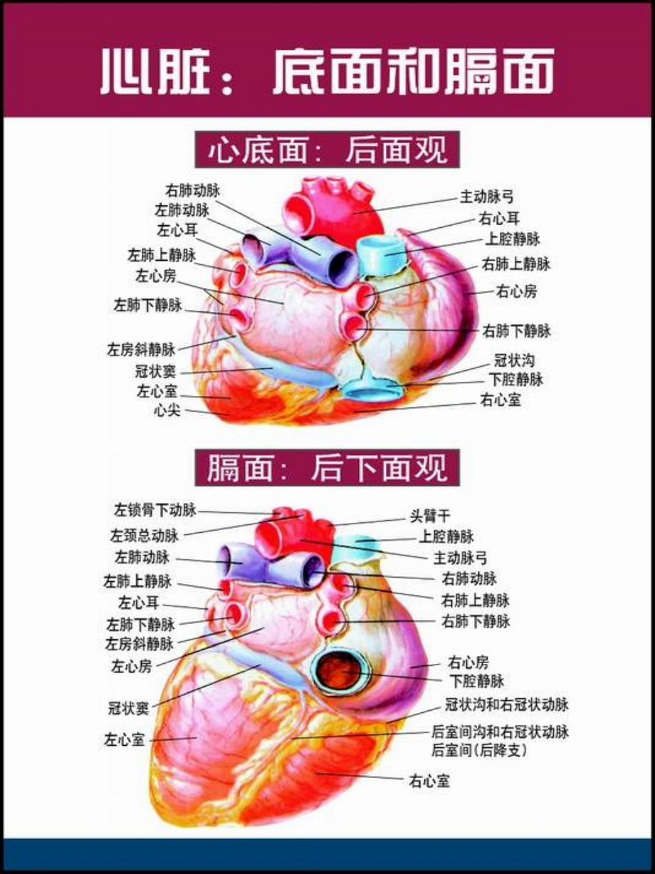 心脏解剖图med126com课件.ppt_第1页