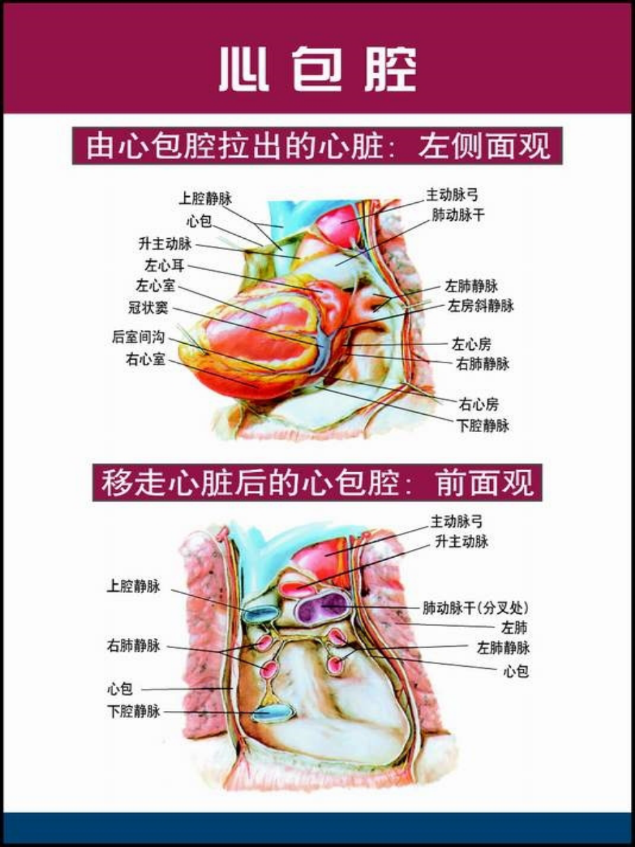 心脏解剖图med126com课件.ppt_第2页