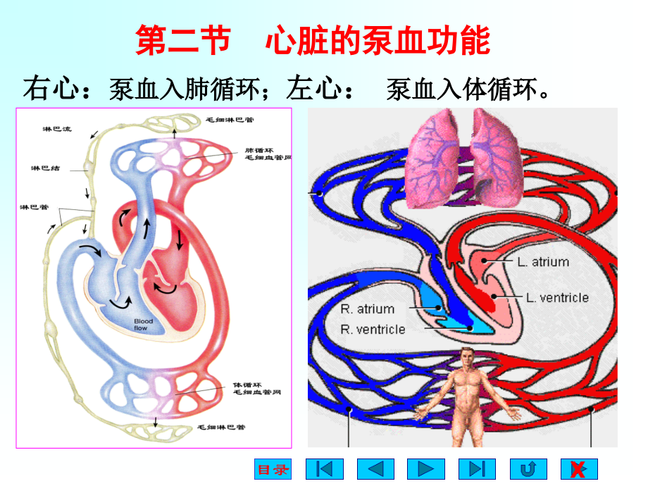 生理-血液循环.ppt_第1页