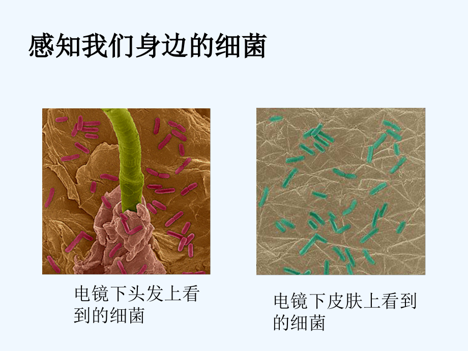 八年级生物上册课件：细菌.ppt_第2页