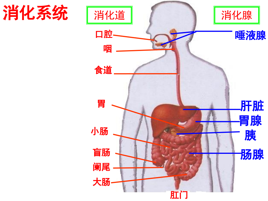 消化和吸收竞赛课.ppt_第1页