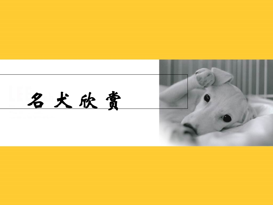 犬美容的历史课件.ppt_第1页