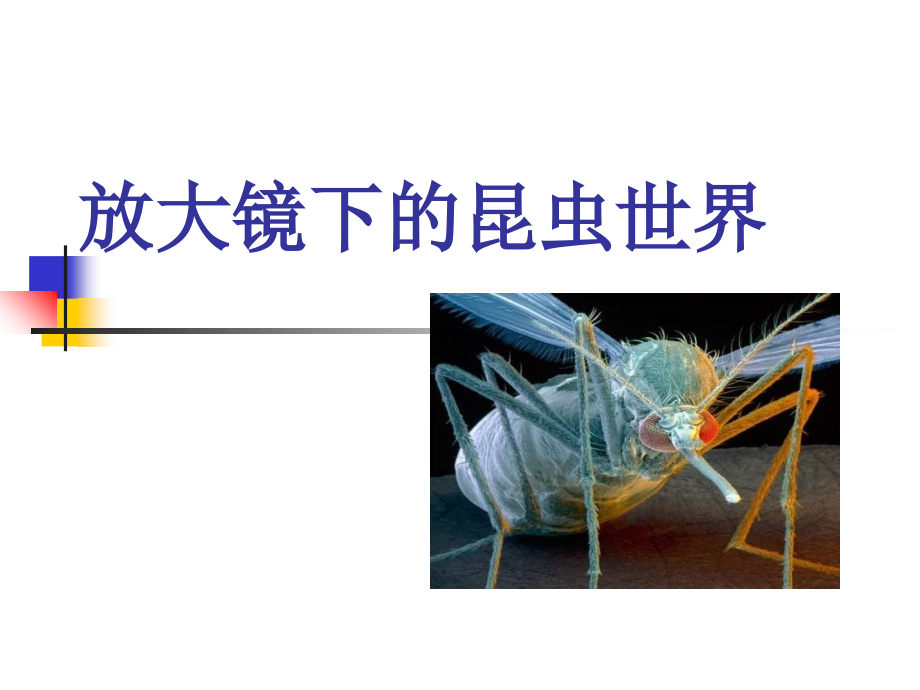 教科版科学六下《放大镜下的昆虫世界》课件.ppt_第1页