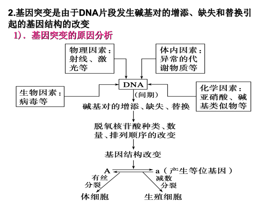 基因突变基因重组.ppt_第2页
