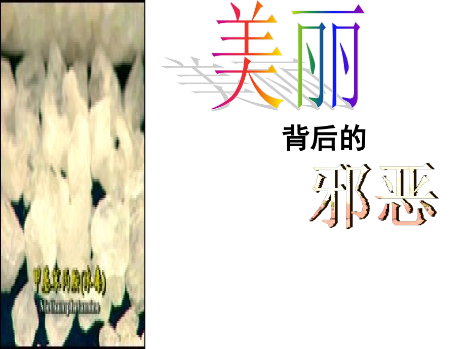 珍爱生命-远离毒品主题班会01[1]1.ppt_第2页