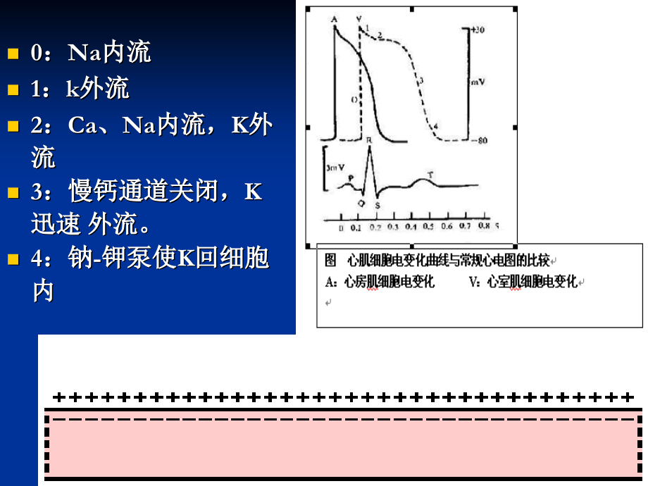 心电图的呢课件.ppt_第2页