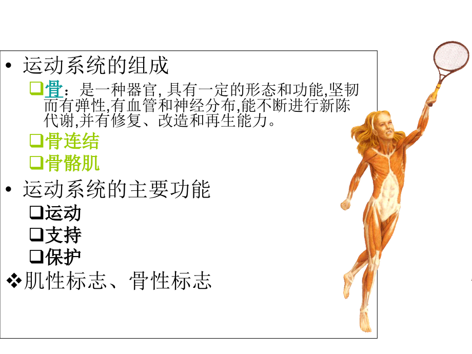 山东省春考护理解剖学第04部分---运动系统课件.ppt_第1页