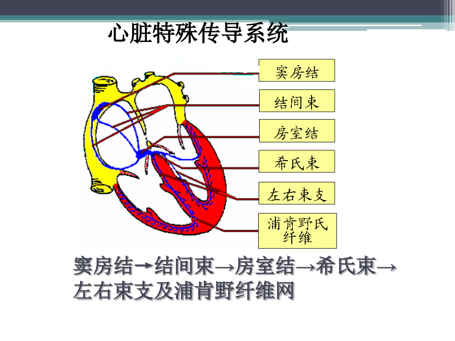 心律失常患者的护理课件.ppt_第2页