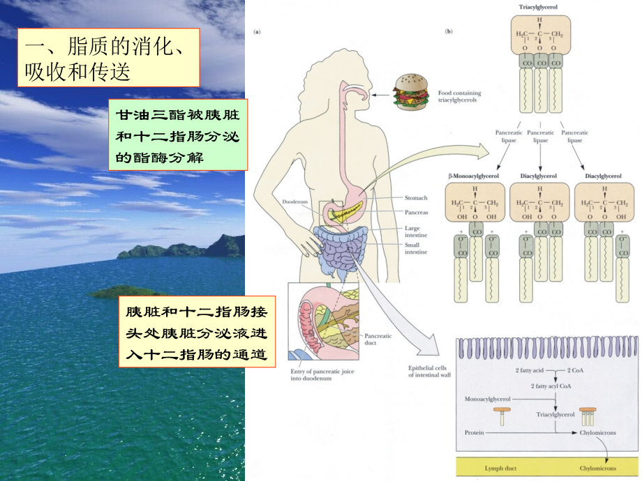 王镜言-生物化学11脂类代谢1.ppt_第1页