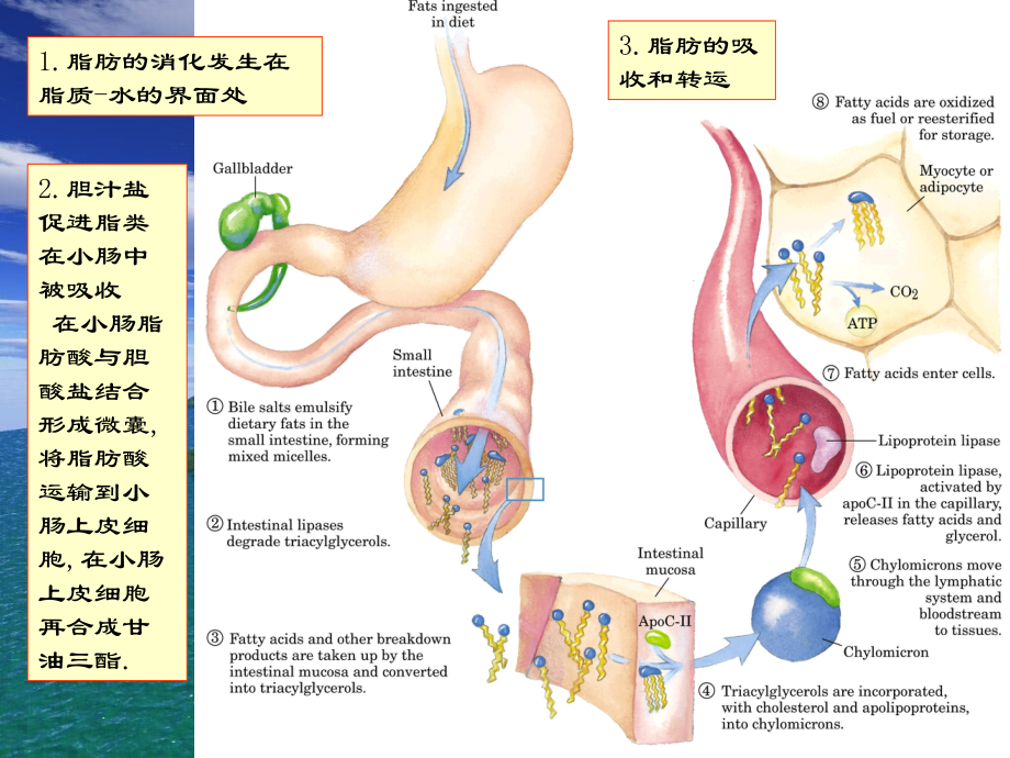 王镜言-生物化学11脂类代谢1.ppt_第2页