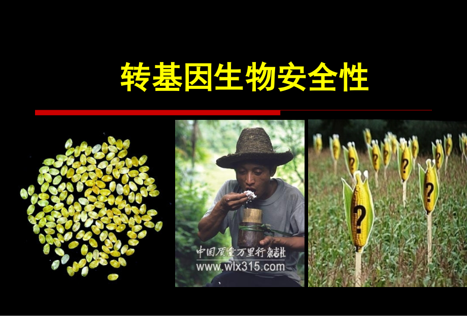 第07章-转基因生物安全性课件.ppt_第1页
