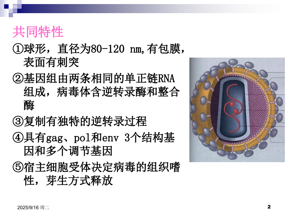 第三十二章-逆转录病毒.ppt_第2页