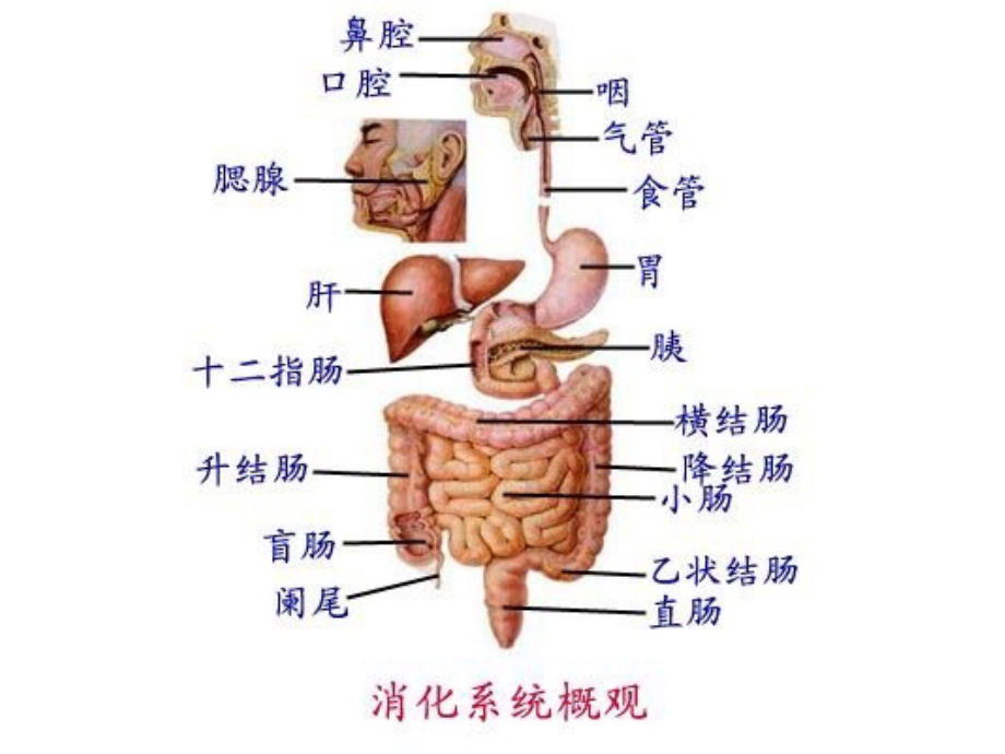 消化系统(修改).ppt_第2页