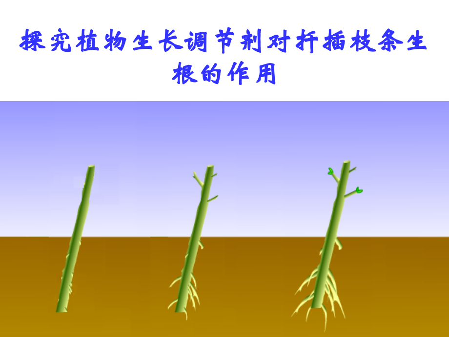 探究扦插生根实验必修课件.ppt_第1页
