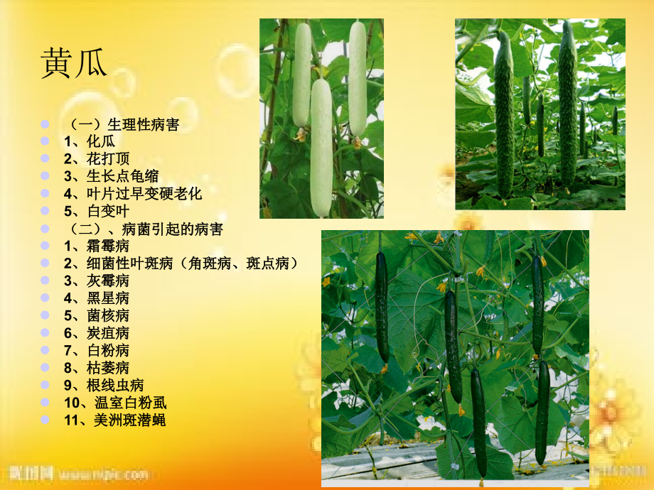 大棚蔬菜病虫害防治技术.ppt_第2页