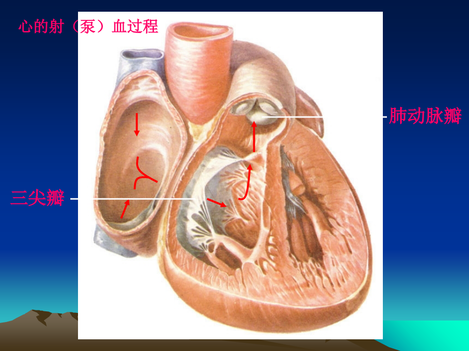 治疗充血性心力衰竭的药物课件(0002).ppt_第2页