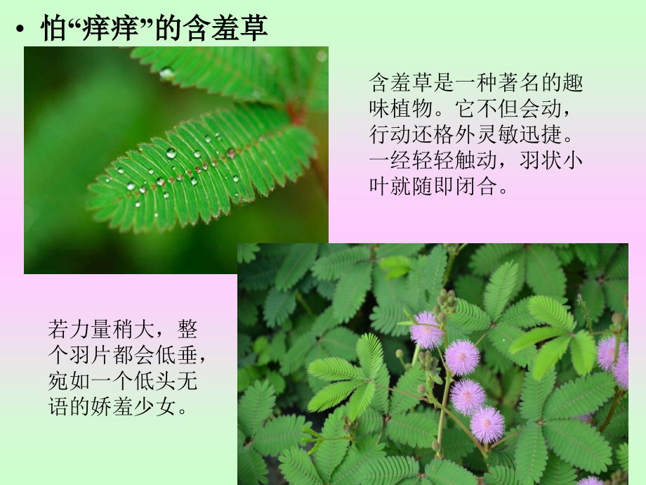 生物学：植物信号转导及应激性反应课件.ppt_第2页