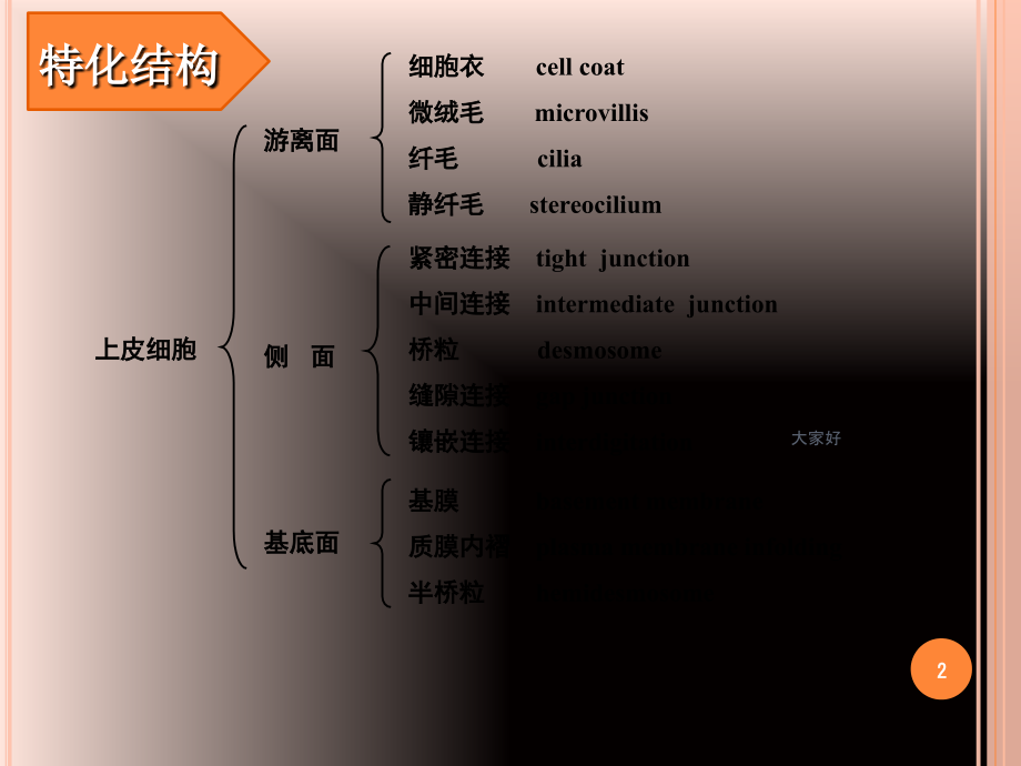 上皮组织细胞表面特化结构及功能.ppt_第2页