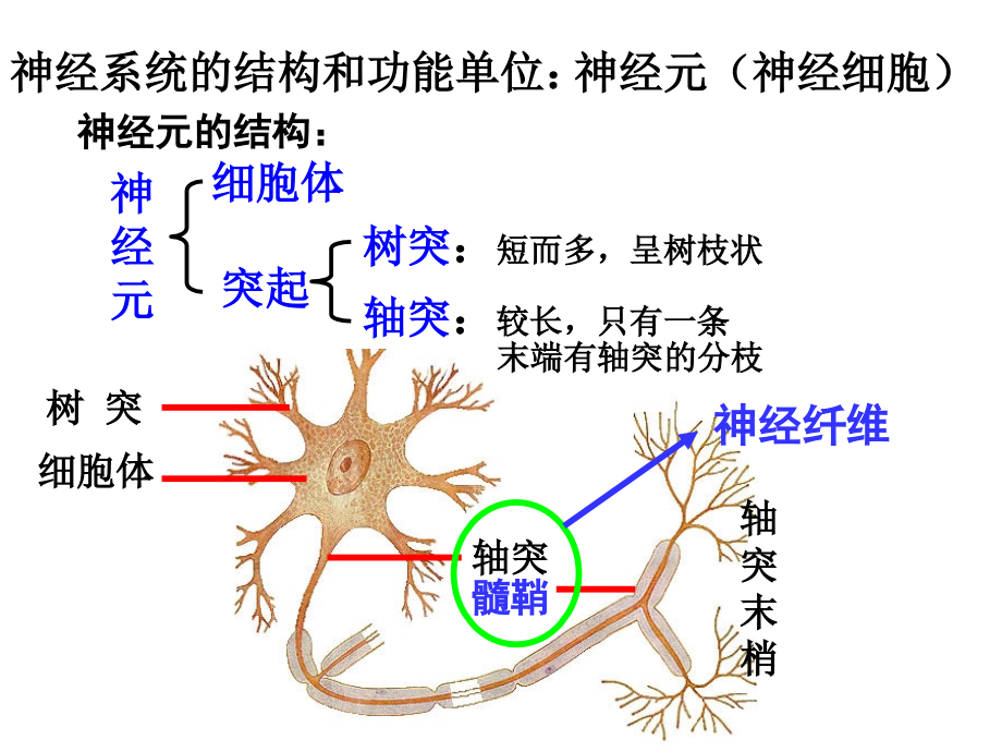 必修3-2.1通过神经系统的调节.ppt_第2页