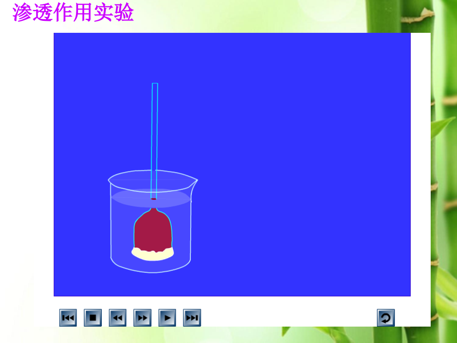 动物细胞的吸水和失水课件.ppt_第2页