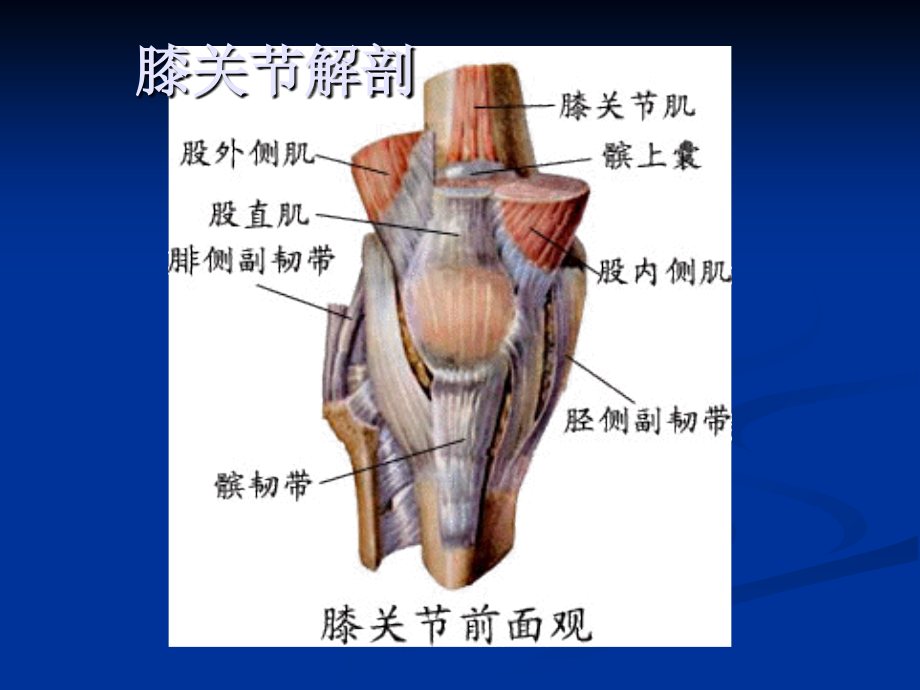 正常膝关节MRI课件.ppt_第1页