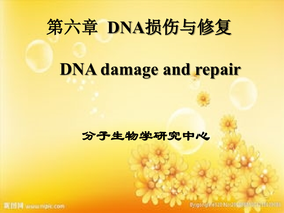 DNA损伤与修复.ppt_第1页