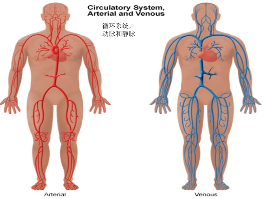 心血管疾病的预防课件.ppt_第2页