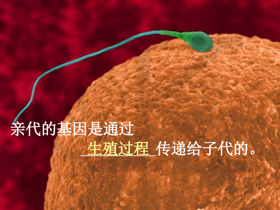 山东省日照秦楼中心初级中学722基因在亲子代间的传递课件.ppt_第2页