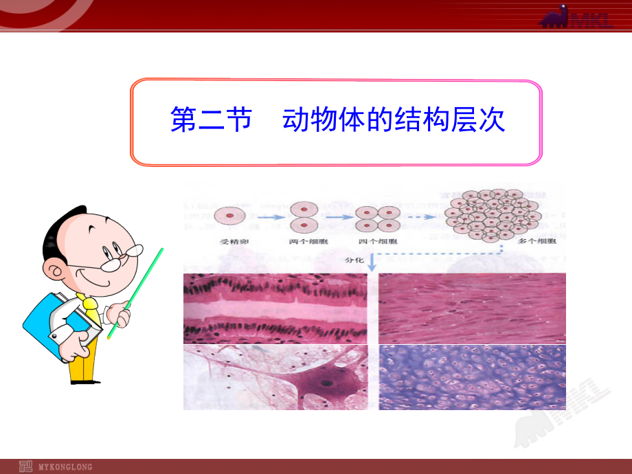 生物：2.3.1动物体的结构层次课件.ppt_第1页