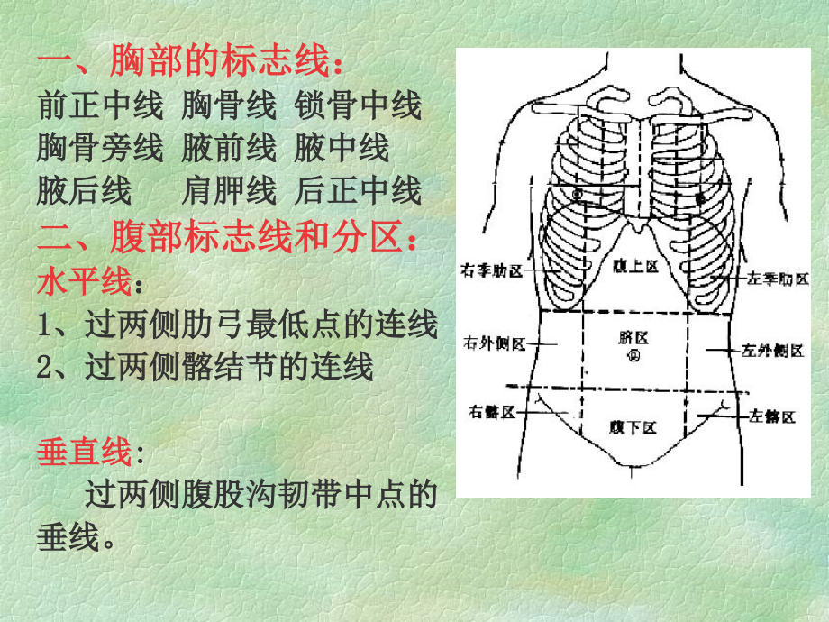 消化系统(3学时).ppt_第2页