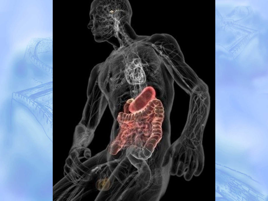 漂亮的3D人体解剖透明图课件.ppt_第2页